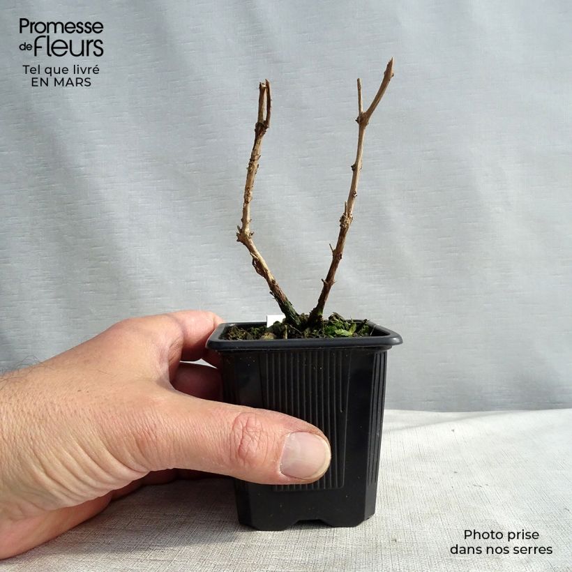 Exemplar von Fuchsia magellanica var. gracilis - Scharlach-Fuchsie Kleine Töpfe von 8/9 cm wie im Winter geliefert