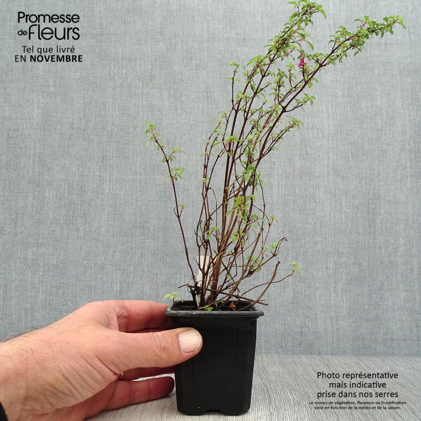 Exemplar von Fuchsia microphylla subsp. microphylla Kleine Töpfe von 8/9 cm wie im Herbst geliefert