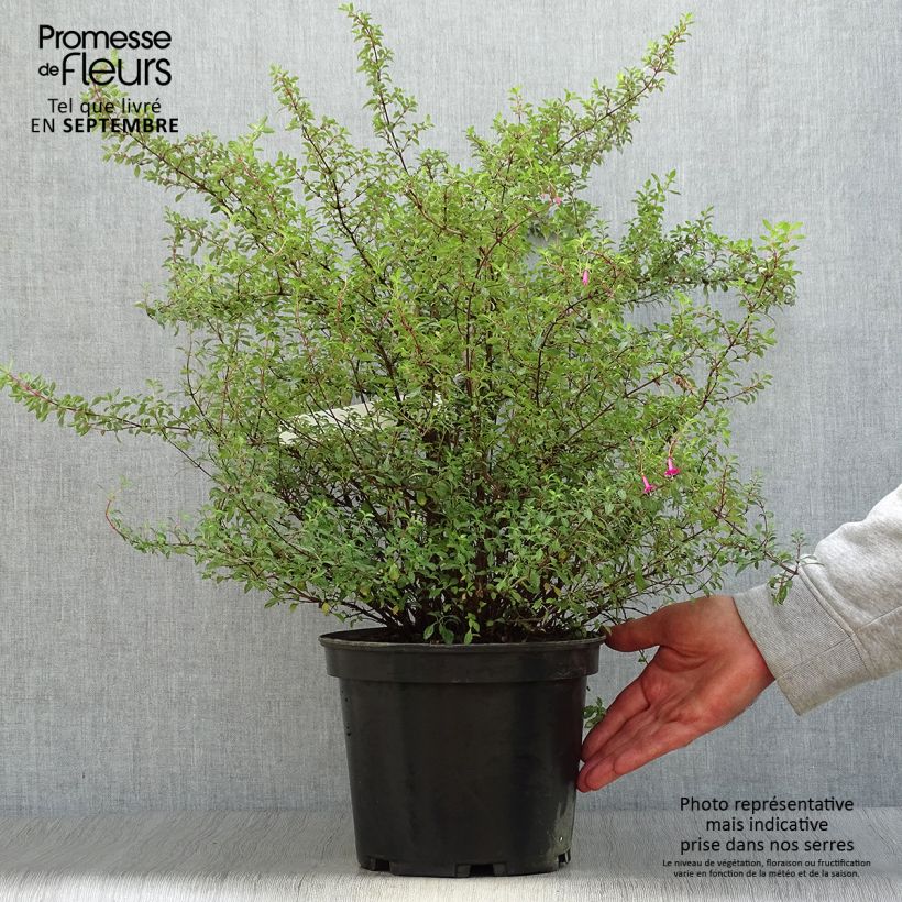 Exemplar von Fuchsia microphylla subsp. microphylla Topf mit 4L/5L wie im Herbst geliefert