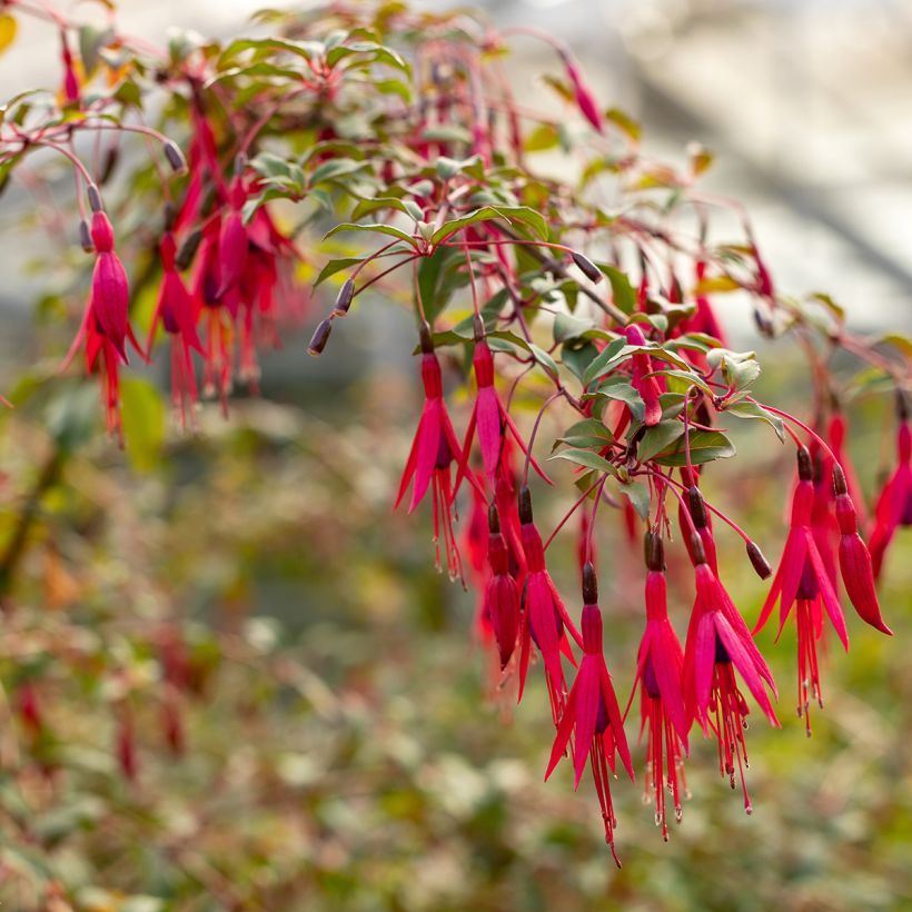Fuchsia regia Regal (Blüte)