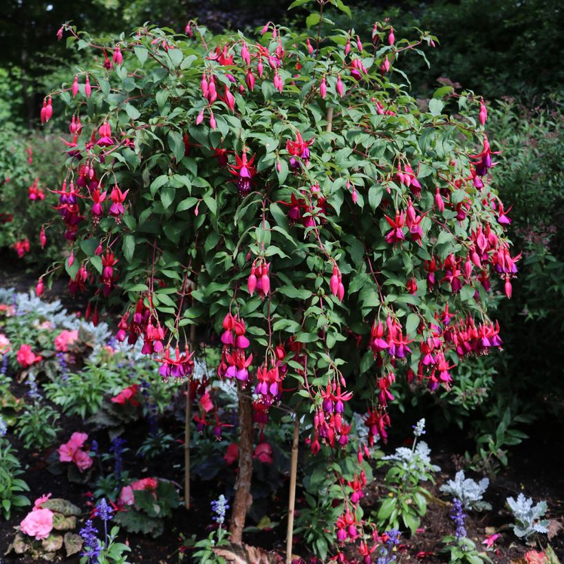 Fuchsia regia Regal (Hafen)