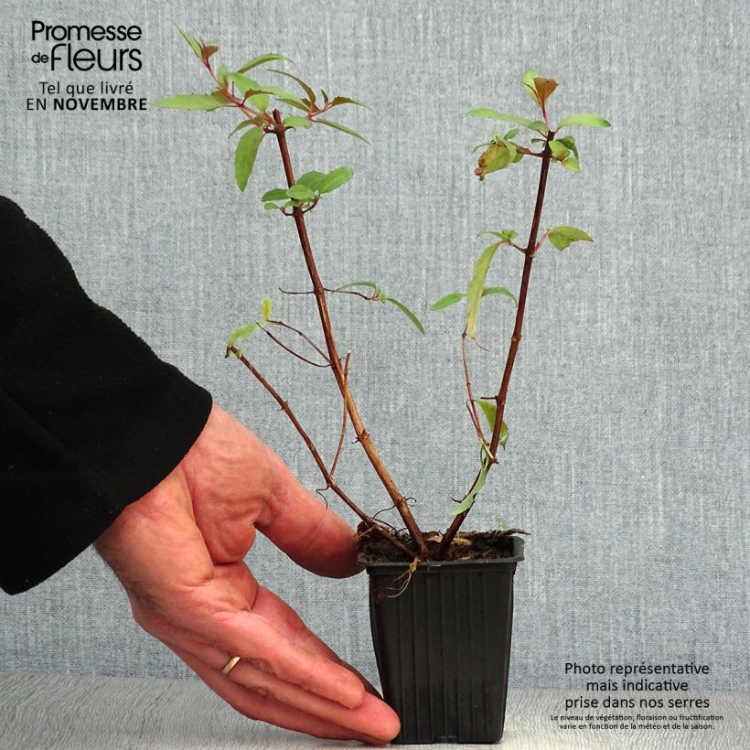 Exemplar von Fuchsia regia Reitzii Kleine Töpfe von 7/8 cm wie im Herbst geliefert