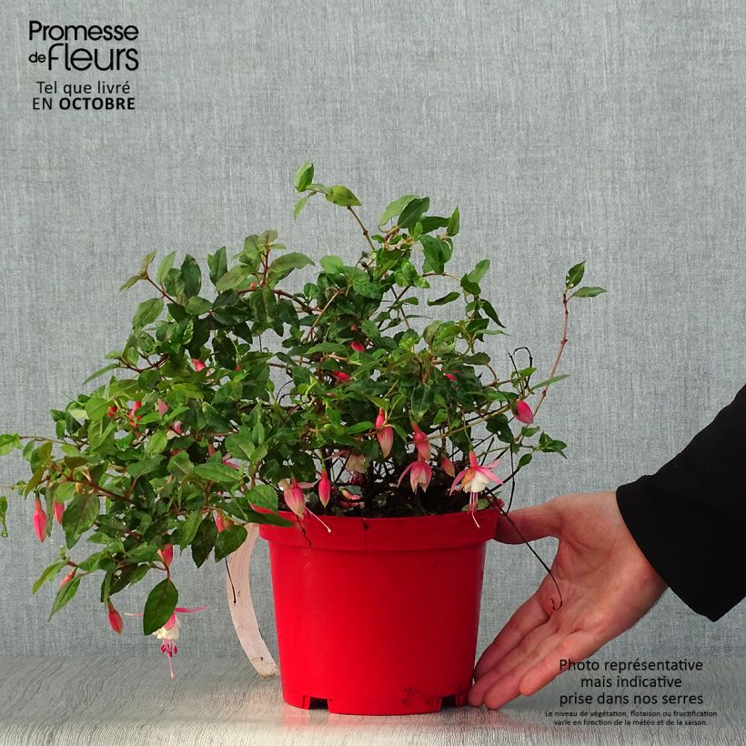Exemplar von Fuchsia Alice Hoffman Topf mit 2L/3L wie im Herbst geliefert