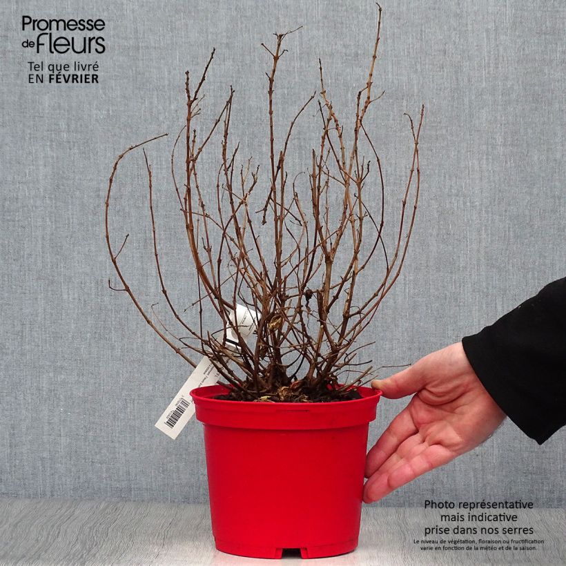 Exemplar von Fuchsia Alice Hoffman Topf mit 2L/3L wie im Winter geliefert