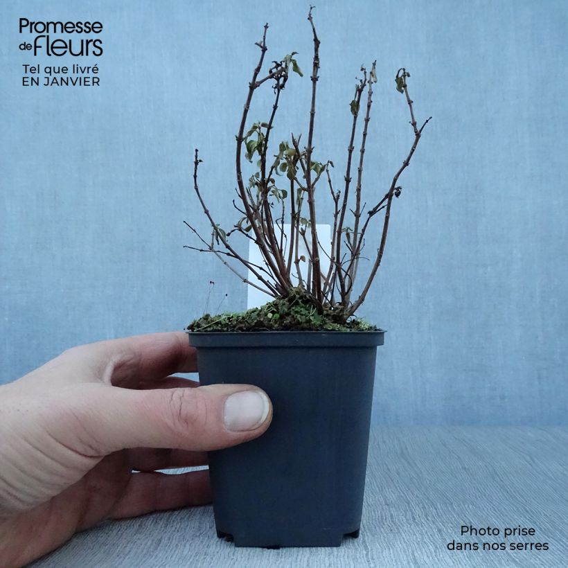 Exemplar von Fuchsia Lady Thumb Kleine Töpfe von 8/9 cm wie im Winter geliefert