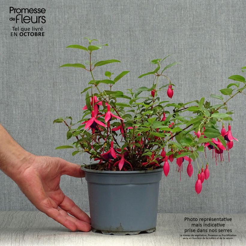 Exemplar von Fuchsia Mrs Popple Topf mit 2L/3L wie im Herbst geliefert
