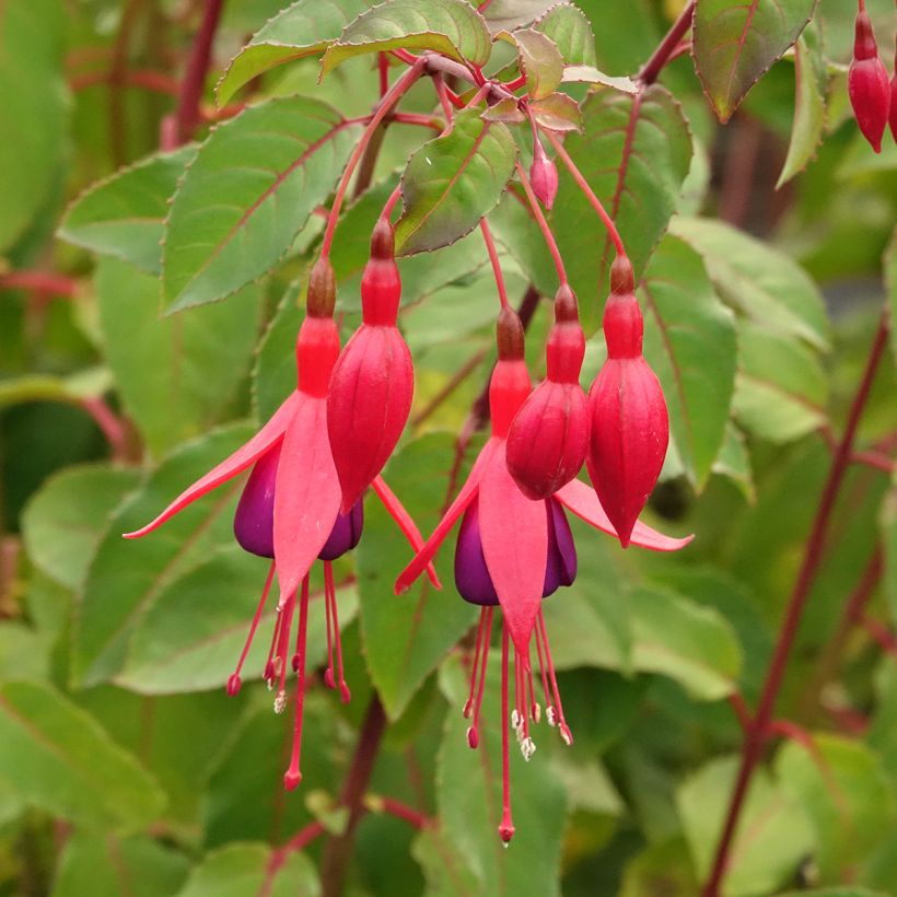 Fuchsia Mrs Popple (Blüte)