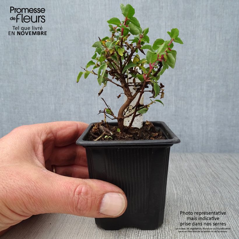 Exemplar von Fuchsia Tom Thumb Kleine Töpfe von 8/9 cm wie im Herbst geliefert