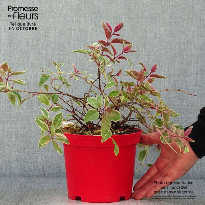 Exemplar von Fuchsia Tom West Topf mit 2L/3L wie im Herbst geliefert