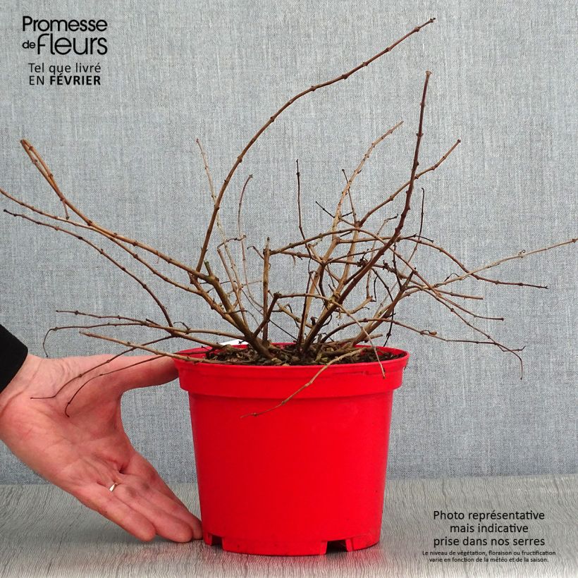 Exemplar von Fuchsia Tom West Topf mit 2L/3L wie im Winter geliefert