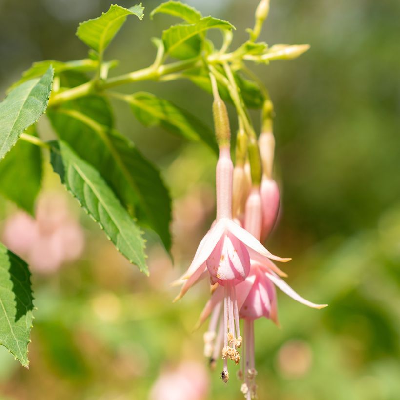 Fuchsia Whiteknights Pearl (Blüte)