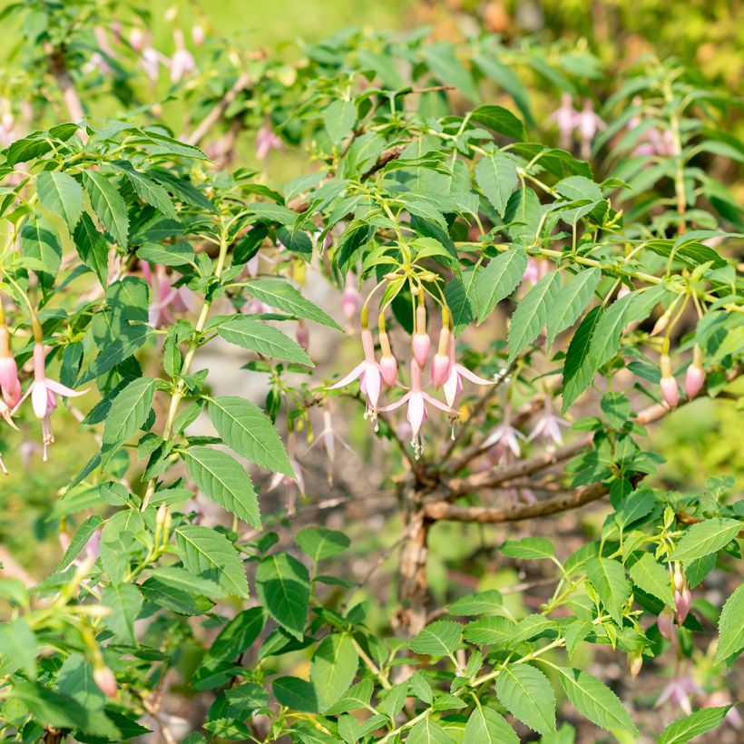Fuchsia Whiteknights Pearl (Hafen)