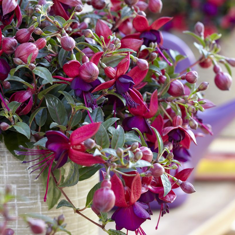 Fuchsia Bella Soila (Blüte)