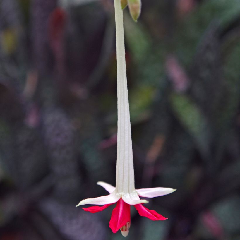 Fuchsia boliviana Alba (Blüte)