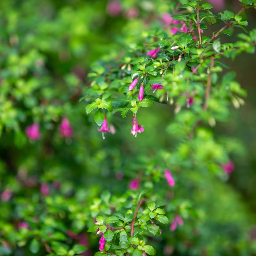 Fuchsia microphylla subsp. microphylla (Laub)