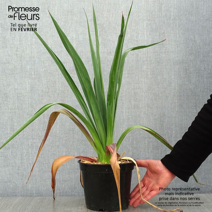 Exemplar von Furcraea bedinghausii Topf mit 3L/4L wie im Winter geliefert