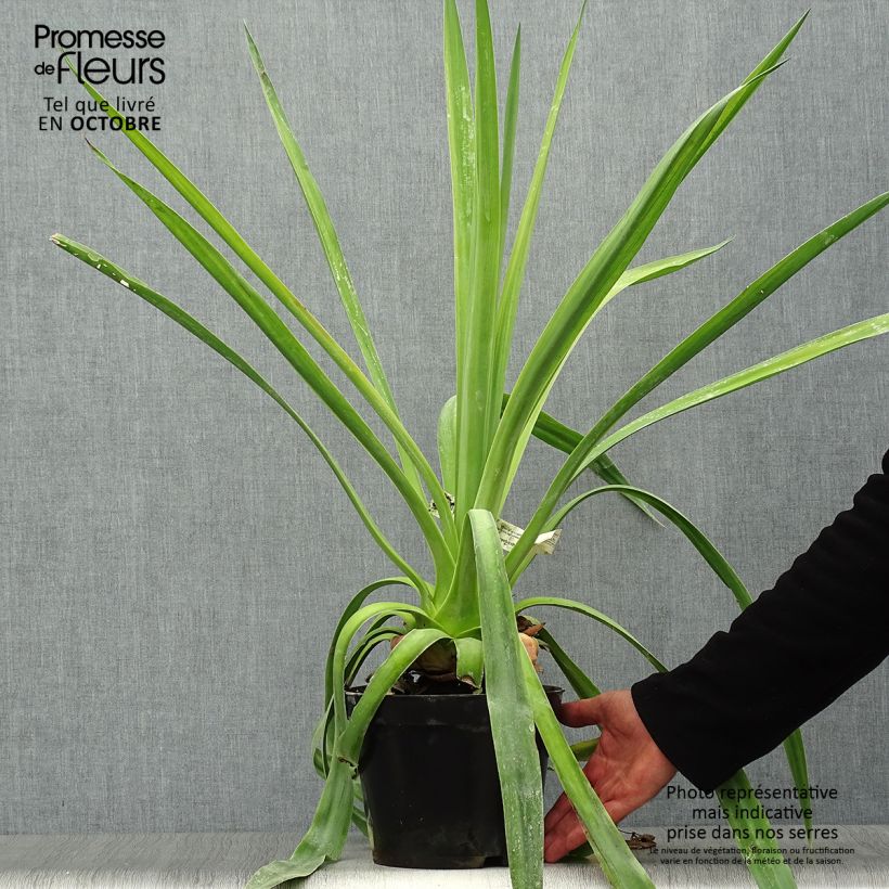 Exemplar von Furcraea longaeva Topf mit 4L/5L wie im Herbst geliefert