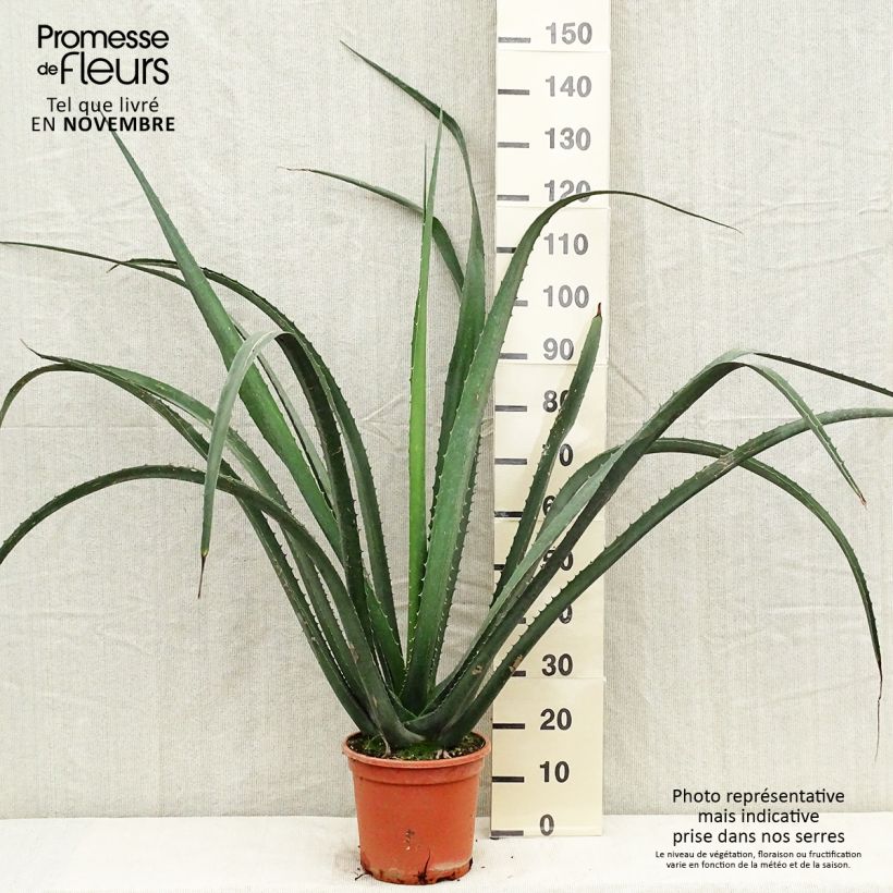 Exemplar von Furcraea macdougallii Topf mit 7,5L/10L wie im Herbst geliefert