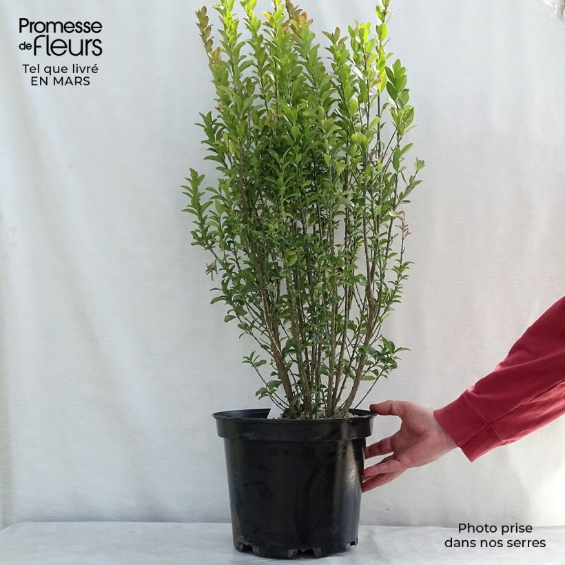 Exemplar von Japanischer Spindelstrauch Benkomasaki - Euonymus japonicus Topf mit 7,5L/10L wie im Frühjahr geliefert