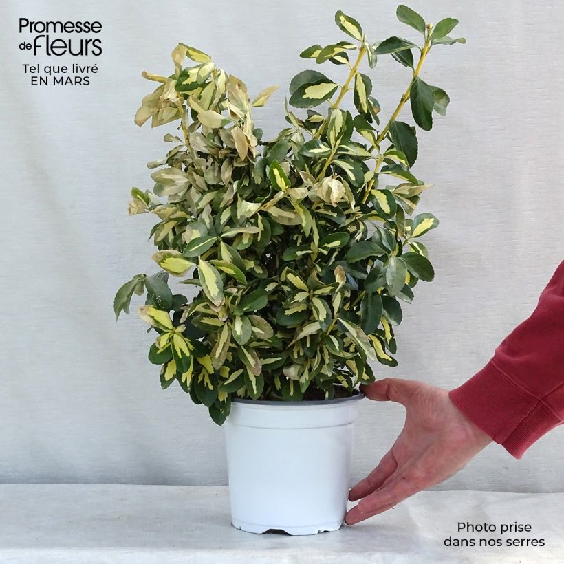 Exemplar von Japanischer Spindelstrauch Duc d'Anjou - Euonymus japonicus Topf mit 3L/4L wie im Winter geliefert
