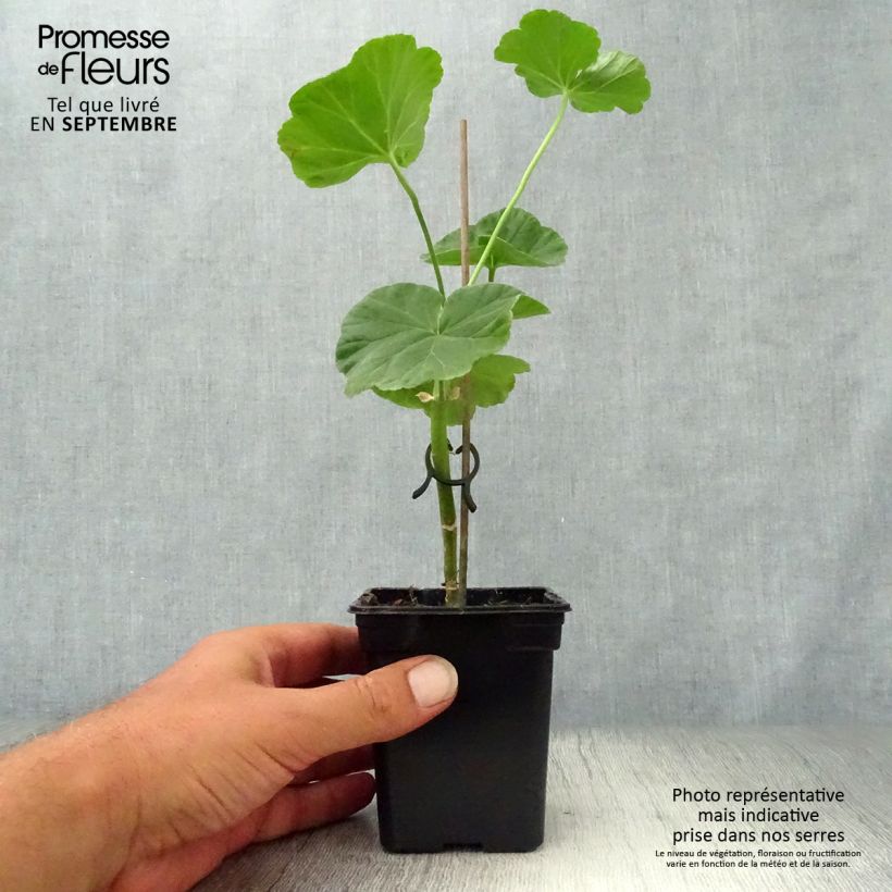 Exemplar von Zonal-Pelargonie Appleblossom - Pelargonium Kleine Töpfe von 7/8 cm wie im Herbst geliefert