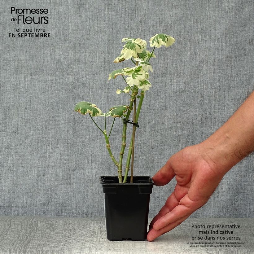 Exemplar von Zonal-Pelargonie Fantaisy Franck Headley - Pelargonium Kleine Töpfe von 7/8 cm wie im Herbst geliefert