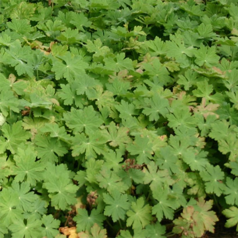 Geranium macrorrhizum Bevan s Variety - Balkan-Storchschnabel (Laub)