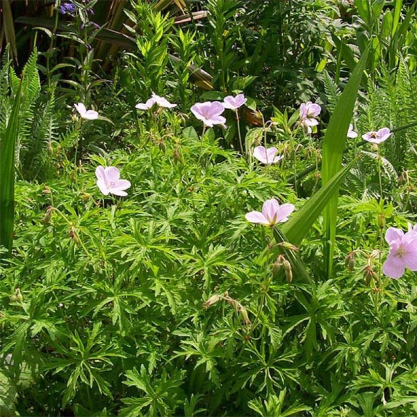 Geranium clarkei Kashmir Pink - Clarkes Storchschnabel (Hafen)