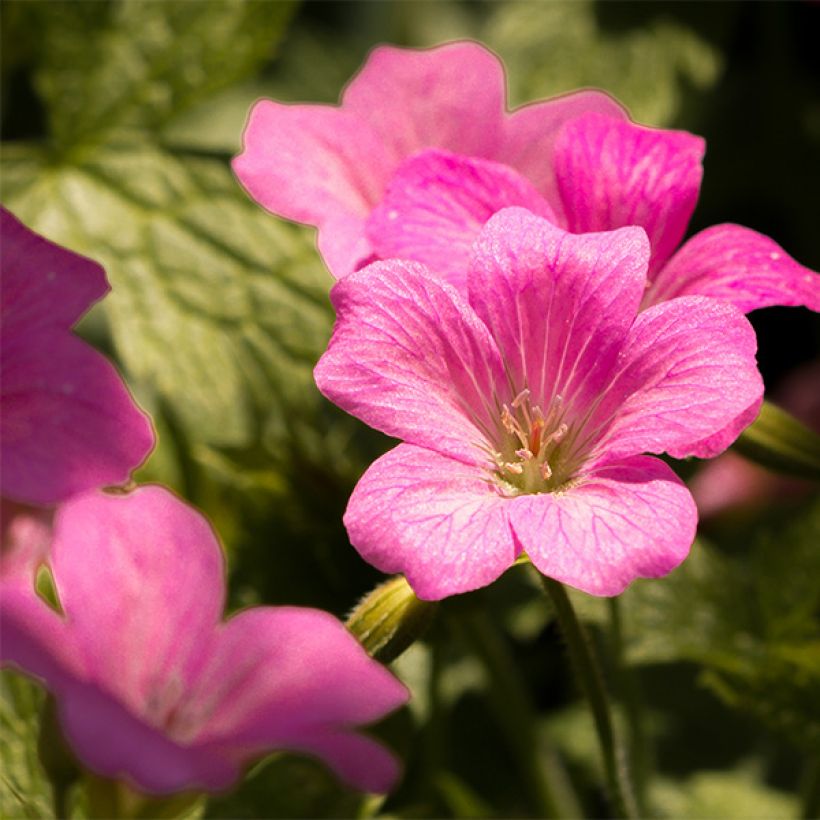 Geranium endressii Beholder's Eye - Pyrenäen-Storchschnabel (Blüte)