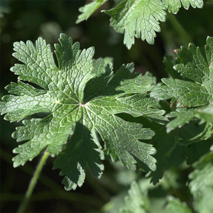 Geranium magnificum Rosemoor - Großer Storchschnabel (Laub)