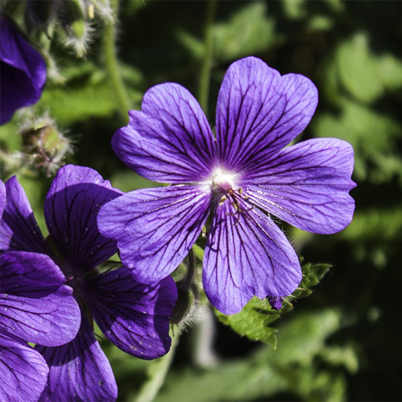 Geranium magnificum Rosemoor - Großer Storchschnabel (Blüte)