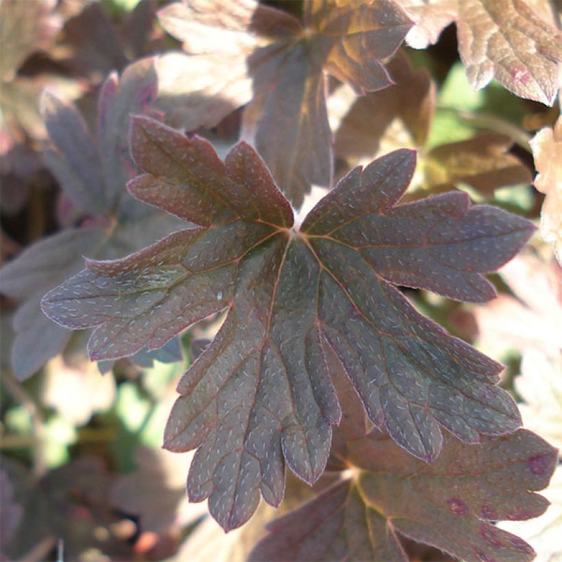 Geranium oxonianum Sanne - Oxford-Storchschnabel (Laub)