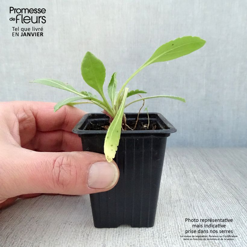 Exemplar von Kokardenblume Burgunder - Gaillardia grandiflora Kleine Töpfe von 7/8 cm wie im Winter geliefert