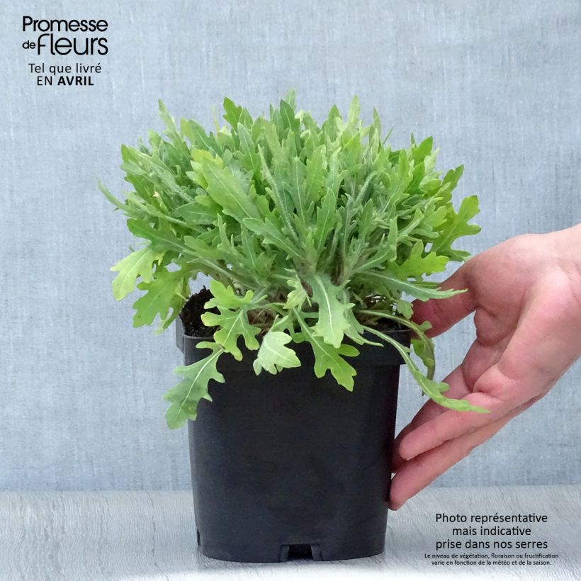 Exemplar von Kokardenblume Kobold - Gaillardia grandiflora Topf mit 2L/3L wie im Frühjahr geliefert