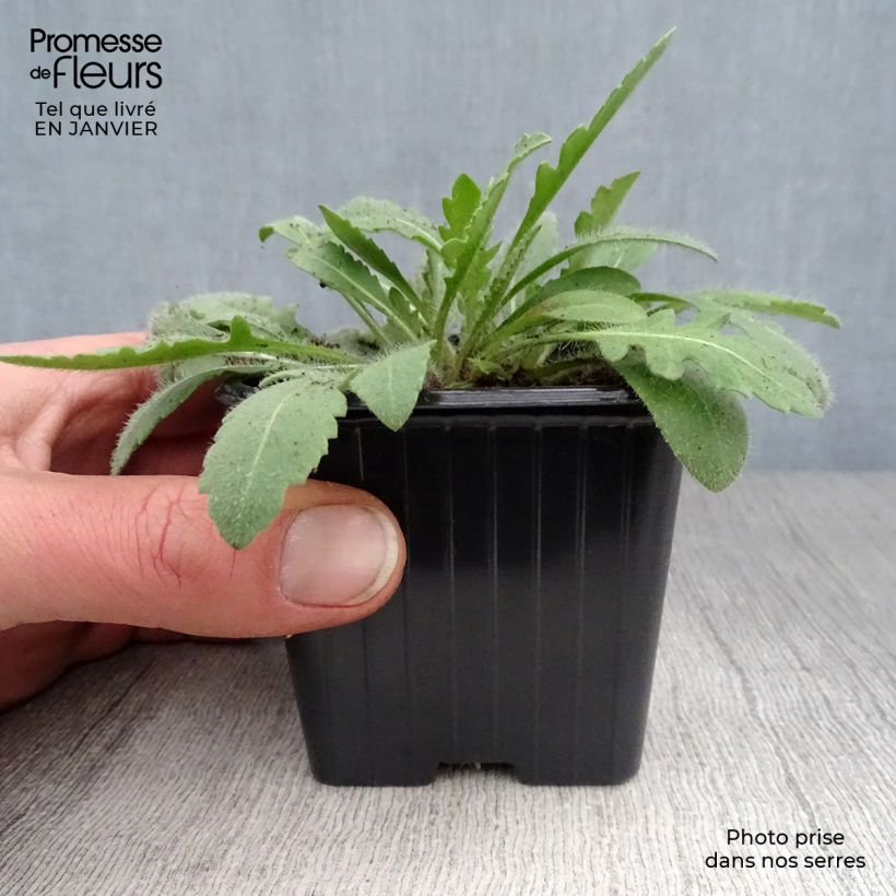 Exemplar von Kokardenblume Lutin - Gaillardia Kleine Töpfe von 7/8 cm wie im Winter geliefert