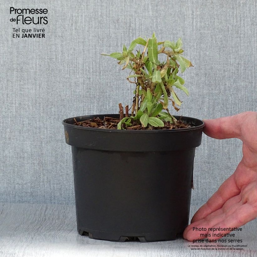 Exemplar von Kokardenblume Lutin - Gaillardia Topf mit 2L/3L wie im Winter geliefert