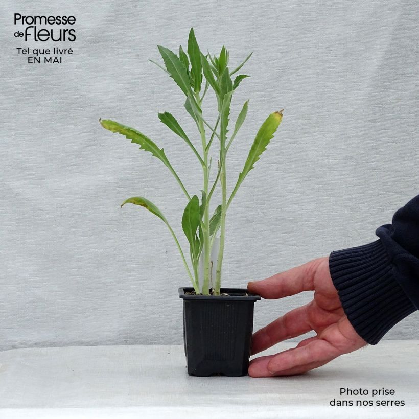 Exemplar von Kokardenblume Maxima Aurea - Gaillardia aristata Kleine Töpfe von 7/8 cm wie im Frühjahr geliefert