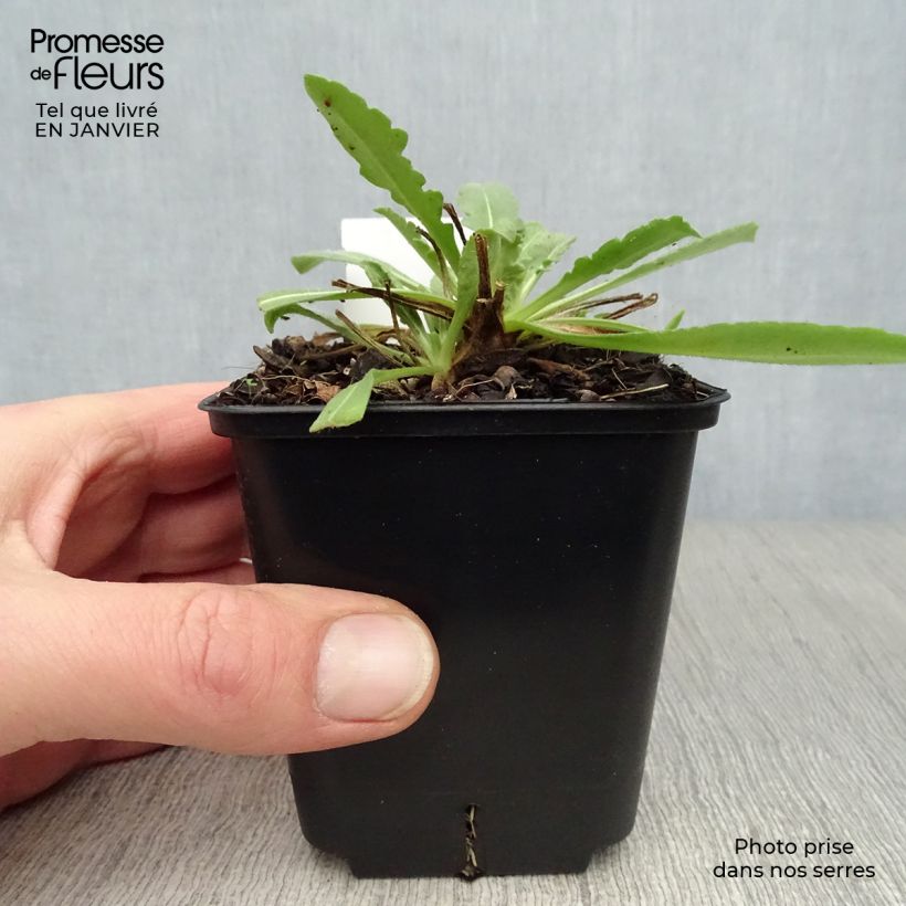 Exemplar von Kokardenblume Maxima Aurea - Gaillardia aristata Kleine Töpfe von 7/8 cm wie im Winter geliefert