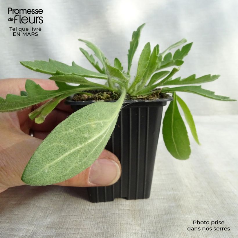 Exemplar von Kokardenblume Royale - Gaillardia Kleine Töpfe von 7/8 cm wie im Winter geliefert