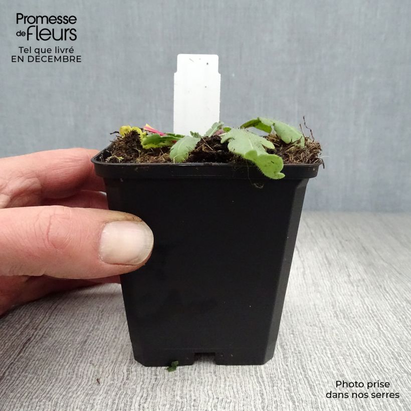 Exemplar von Kokardenblume Amber Wheels - Gaillardia aristata Kleine Töpfe von 8/9 cm wie im Winter geliefert