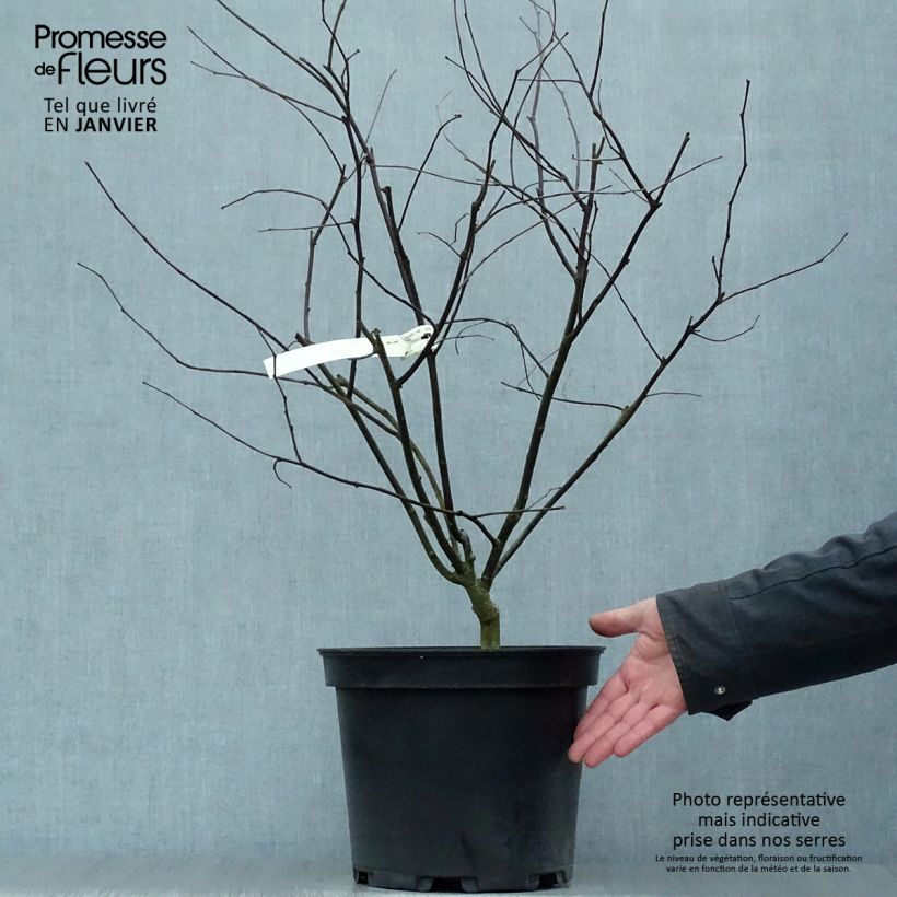 Exemplar von Kanadischer Judasbaum Red Force - Cercis canadensis Topf mit 7,5L/10L wie im Winter geliefert