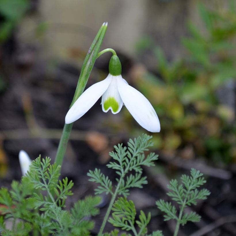 Galanthus reginae-olgae - Königin-Olga-Schneeglöckchen (Blüte)