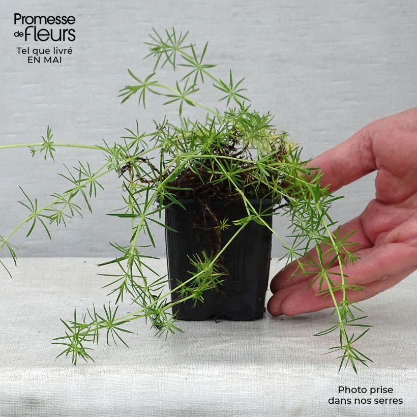 Exemplar von Galium verum - Echtes Labkraut Kleine Töpfe von 8/9 cm wie im Frühjahr geliefert