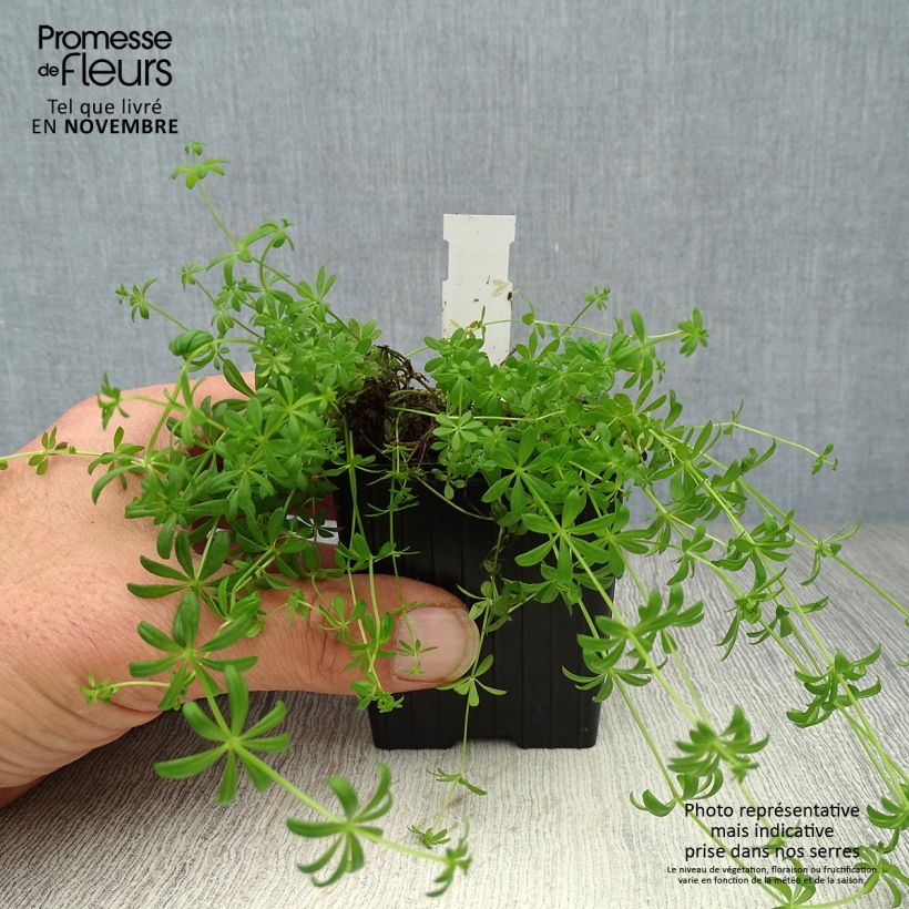 Exemplar von Galium verum - Echtes Labkraut Kleine Töpfe von 8/9 cm wie im Herbst geliefert