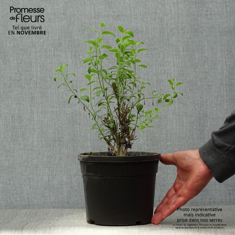 Exemplar von Galvezia speciosa Topf mit 3L/4L wie im Herbst geliefert