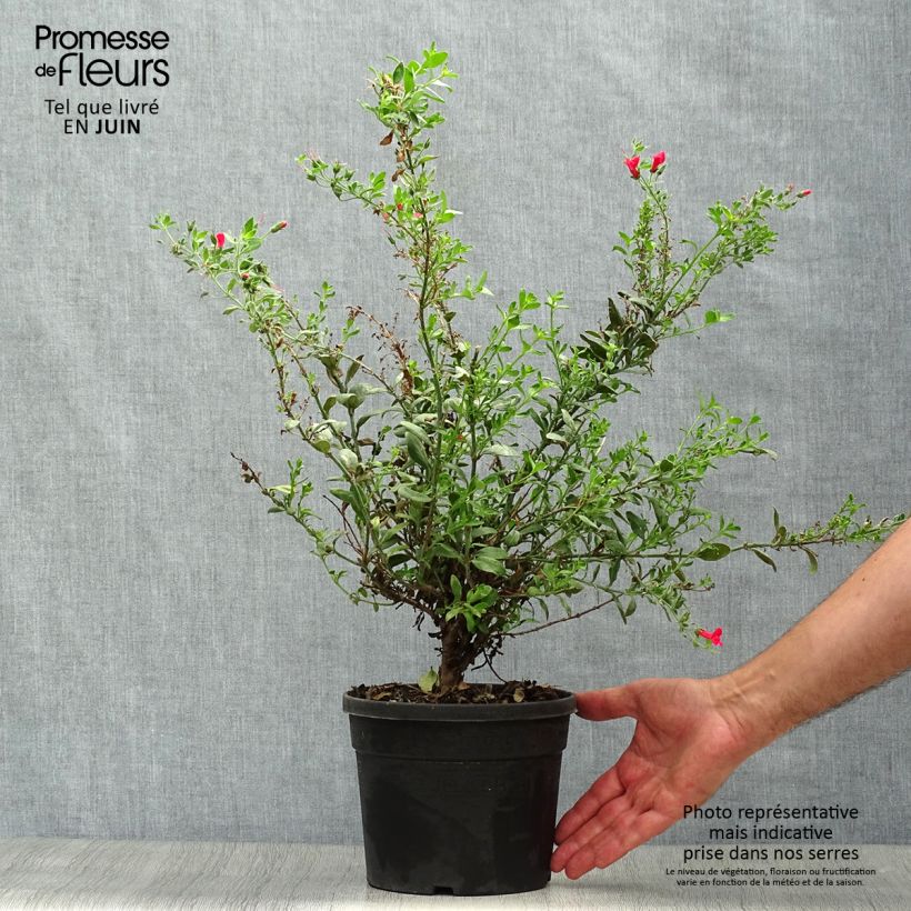 Exemplar von Galvezia speciosa Topf mit 3L/4L wie im Sommer geliefert
