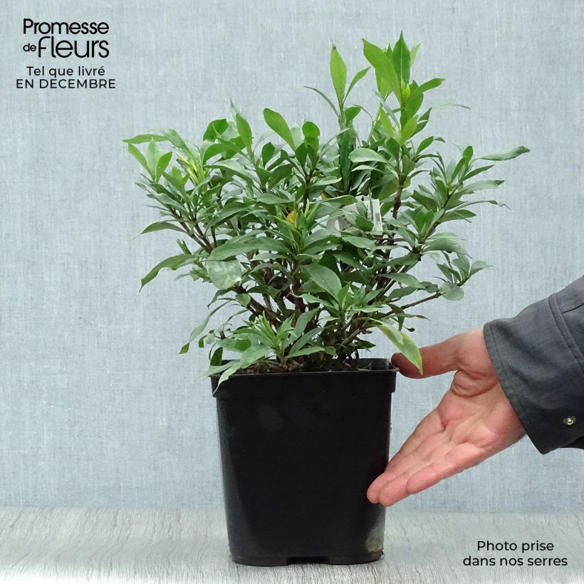 Exemplar von Gardenie Sweetheart - Gardenia jasminoides Topf mit 2L/3L wie im Winter geliefert