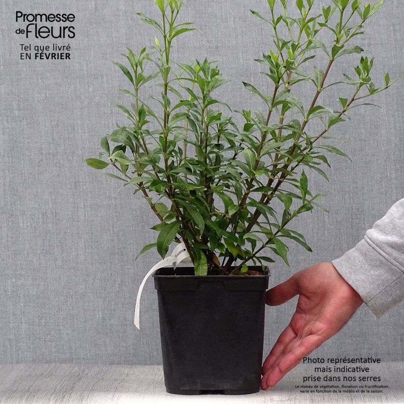 Exemplar von Gardenie Sweetheart - Gardenia jasminoides Topf mit 2L/3L wie im Herbst geliefert