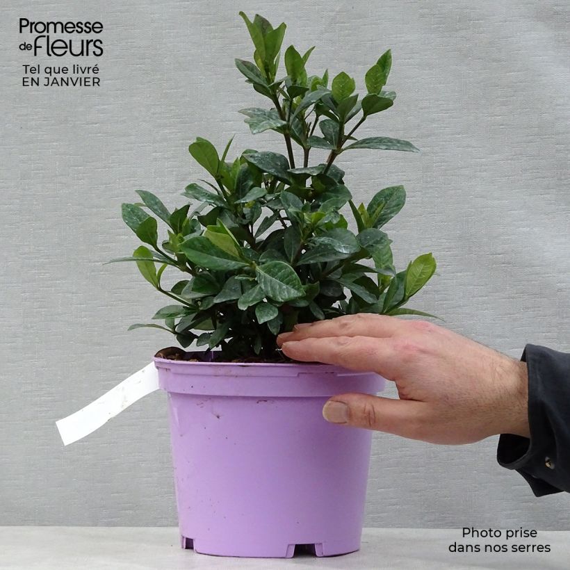 Exemplar von Gardenie Crown Jewel - Gardenia jasminoides Topf mit 2L/3L wie im Winter geliefert