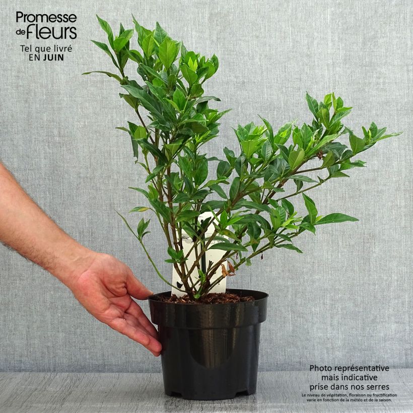 Exemplar von Gardenie Double Mint - Gardenia jasminoides Topf mit 2L/3L wie im Sommer geliefert